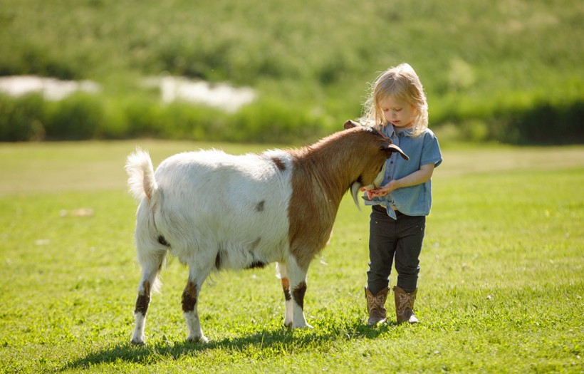 Little girl caring for a goat in a pasture while offering Nutrena goat feed, representing goat nutrition, feeding management, digestive health, urinary tract support, and best practices for maintaining healthy goats.