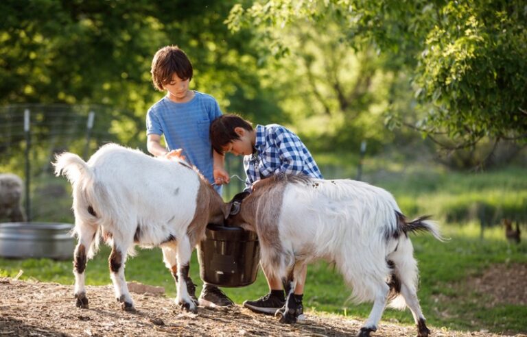 Two young boys caring for goats while feeding Nutrena goat feed in an outdoor farm environment, representing goat nutrition, probiotics, digestive health, gut support, and best management practices for healthy goats.