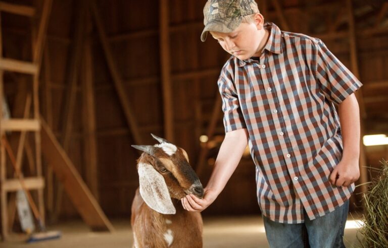 Young boy feeding a goat in a barn, showcasing Nutrena goat nutrition, animal care, feeding management, and practices that help support urinary health and overall goat well-being.