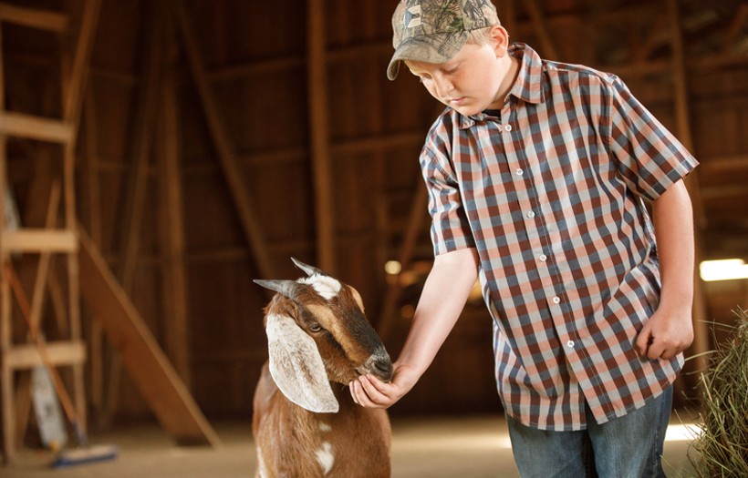 Young boy feeding a goat in a barn, showcasing Nutrena goat nutrition, animal care, feeding management, and practices that help support urinary health and overall goat well-being.