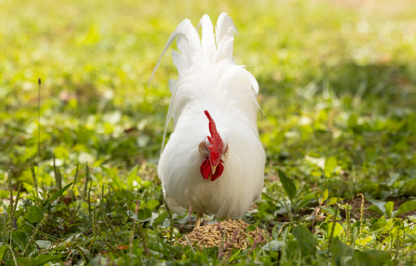 A chicken is pecking at a pile of pelleted Nutrena NatureWise feed in the grass.
