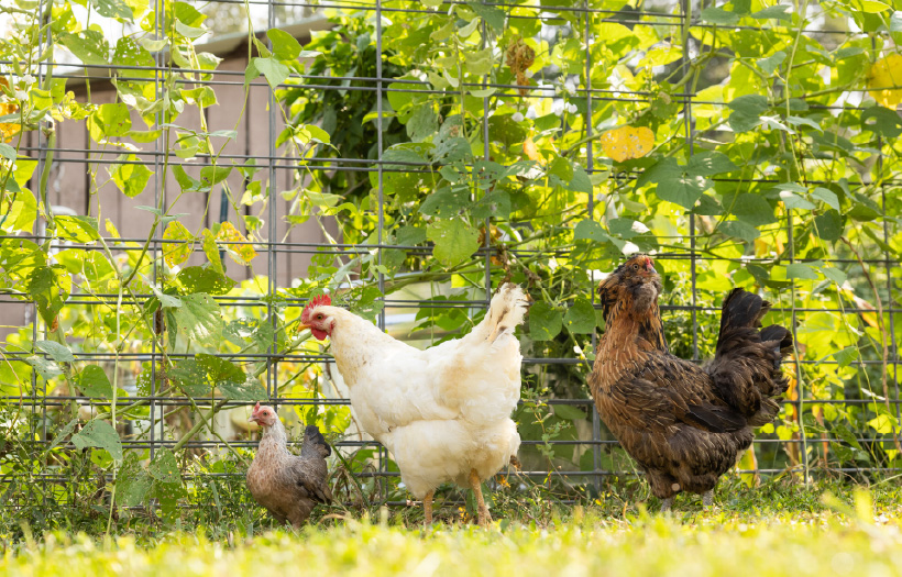 Three chickens gazing in the yard among a garden. This is what good gut health in chickens looks like. Nutrena NatureWise supports your flocks gut health.