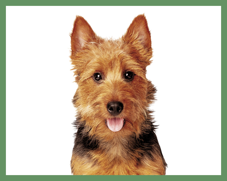 Loyall Life Small Breed Dog Food Meet Kipling dog