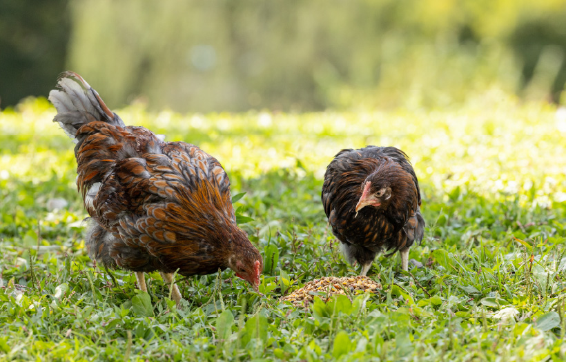 Two chickens pecking and exploring Nutrena NatureWise Harvest Blend Textured Poultry Feed