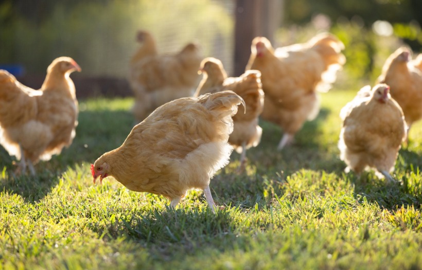 Laying hens foraging and pecking outdoors, demonstrating natural behaviors that support healthy egg production and flock well-being.
