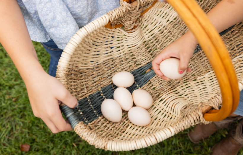 Collecting eggs from laying hens as part of daily flock care. Learn what can contribute to thin eggshells and how proper nutrition can help support egg quality.