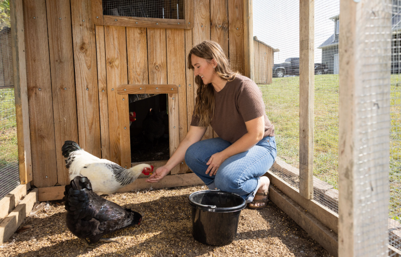 Woman caring for two laying hens by providing nutritious feed. Vitamin D3 and calcium play an important role in supporting eggshell quality, egg production, and hen health.